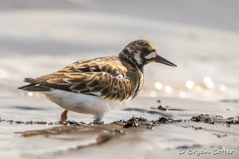 Ruddy Turnstone