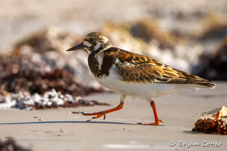 Ruddy Turnstone photographed in Texas by Bryan Cotter