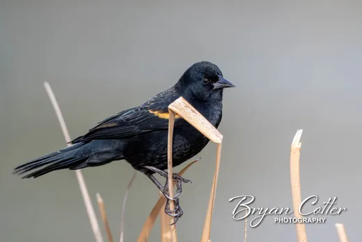 Red-winged Blackbird