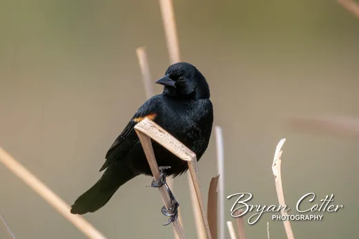 Red-winged Blackbird
