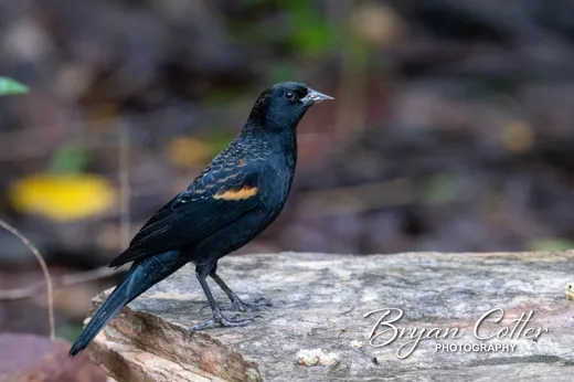 Red-winged Blackbird