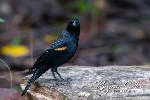 Red-winged Blackbird