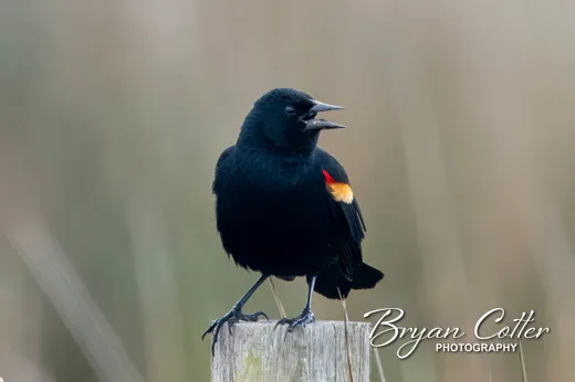 Red-winged Blackbird