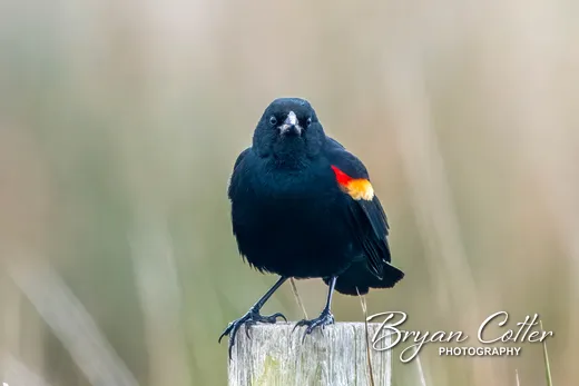 Red-winged Blackbird