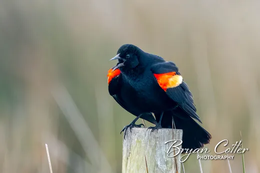 Red-winged Blackbird