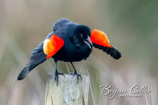 Red-winged Blackbird