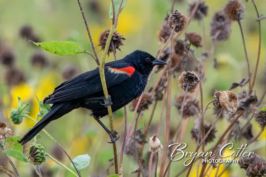 Red-winged Blackbird