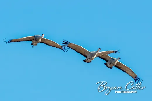 Sandhill Crane