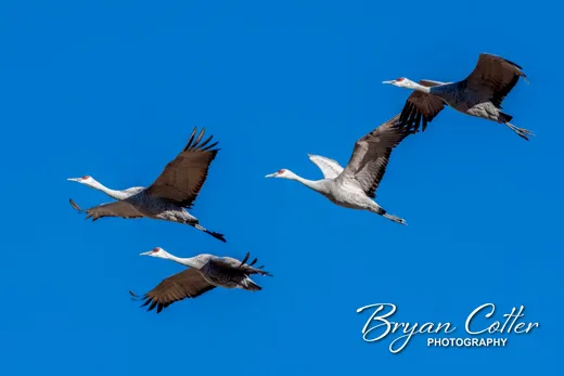 Sandhill Crane
