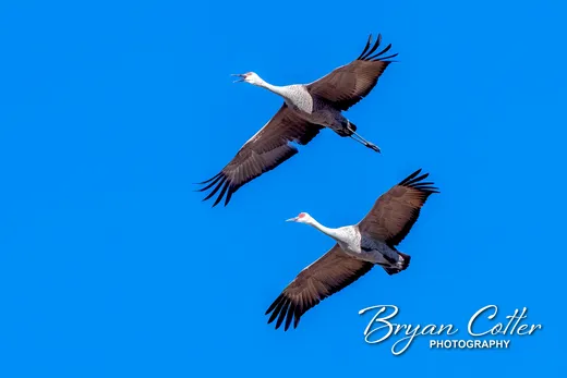 Sandhill Crane