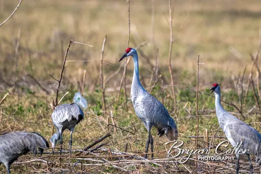 Sandhill Crane