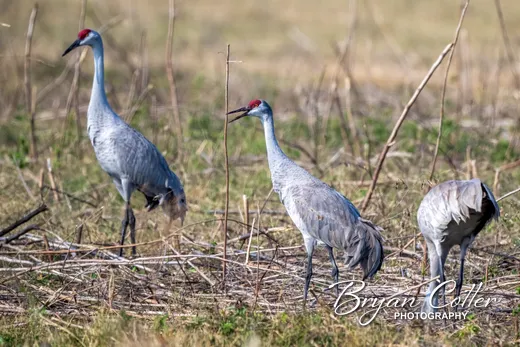Sandhill Crane