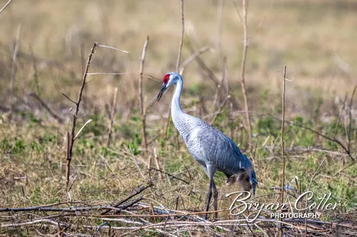 Sandhill Crane