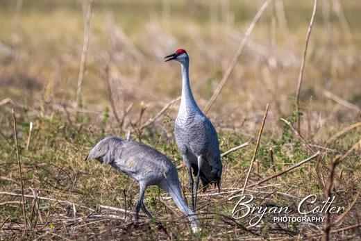 Sandhill Crane