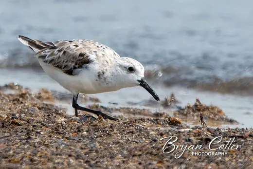 Sanderling