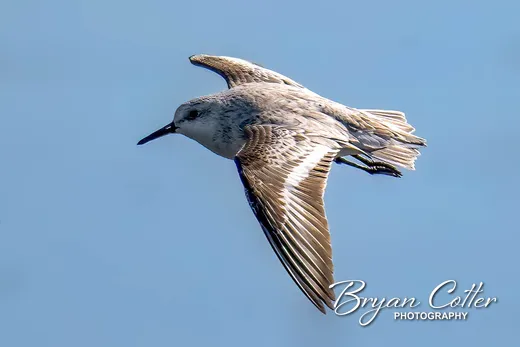 Sanderling photographed in Texas by Bryan Cotter