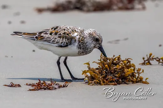 Sanderling