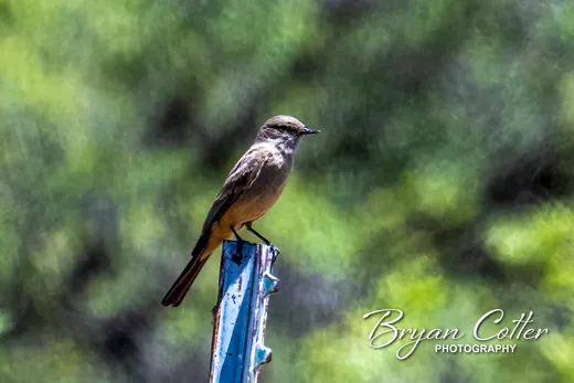 Say's Phoebe