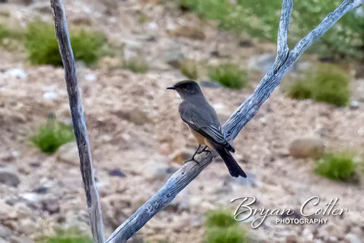 Say's Phoebe photographed in Texas by Bryan Cotter