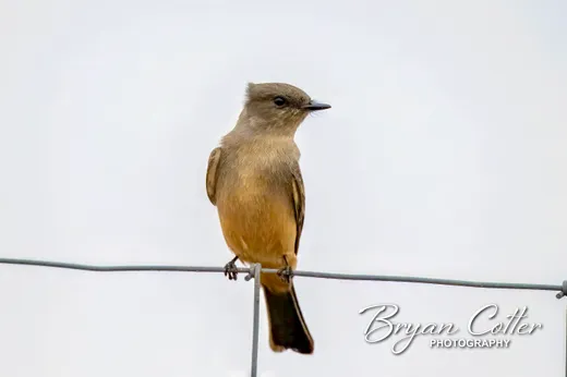 Say's Phoebe