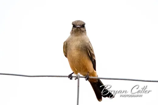 Say's Phoebe
