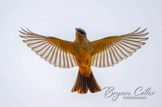 Say's Phoebe