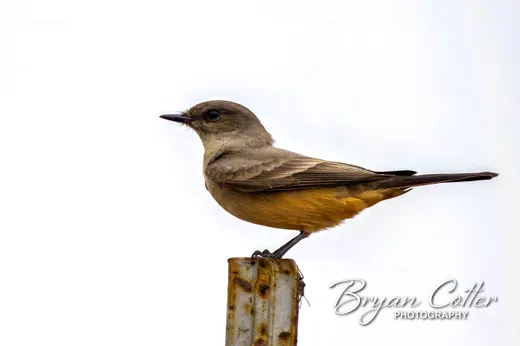 Say's Phoebe