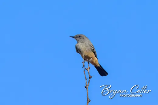 Say's Phoebe photographed in the North Texas region of Texas by Bryan Cotter