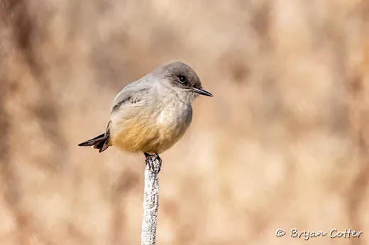 Say's Phoebe