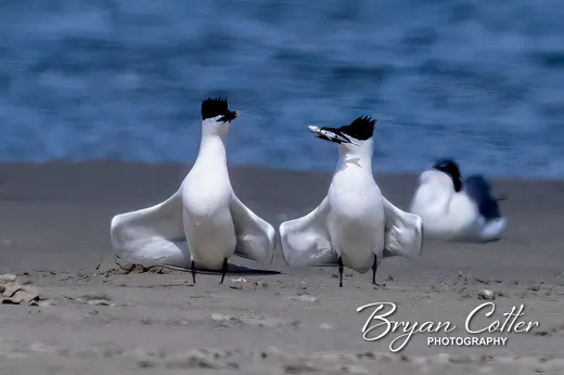 Sandwich Tern