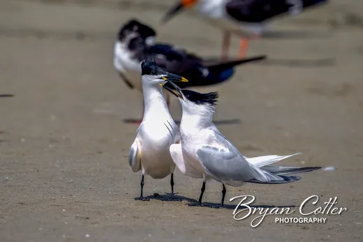 Sandwich Tern