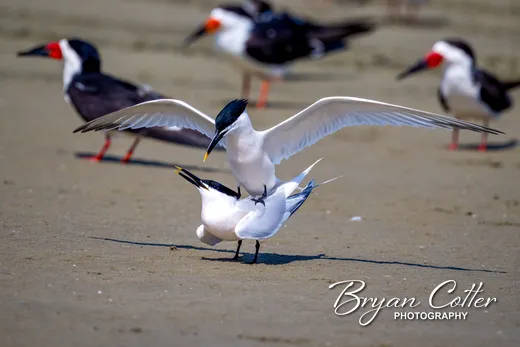 Sandwich Tern
