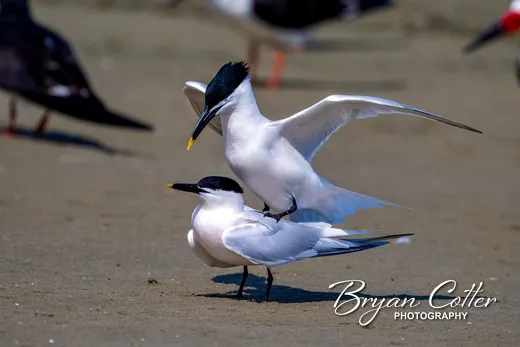 Sandwich Tern