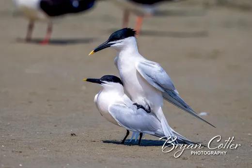 Sandwich Tern