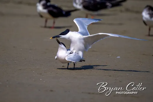 Sandwich Tern