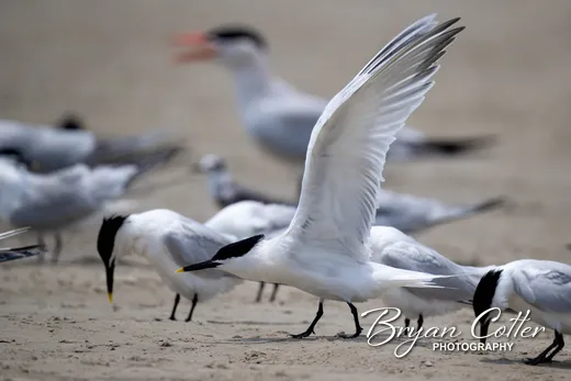 Sandwich Tern photographed in the Coastal Bend region of Texas by Bryan Cotter