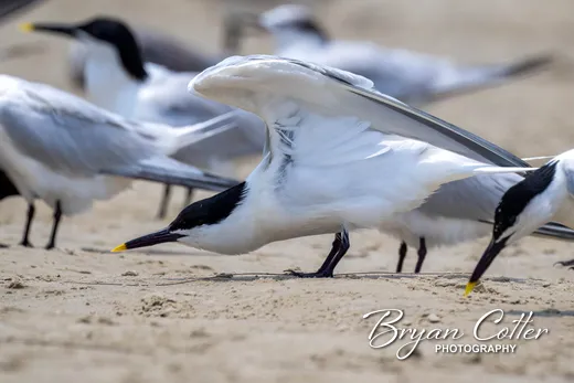 Sandwich Tern