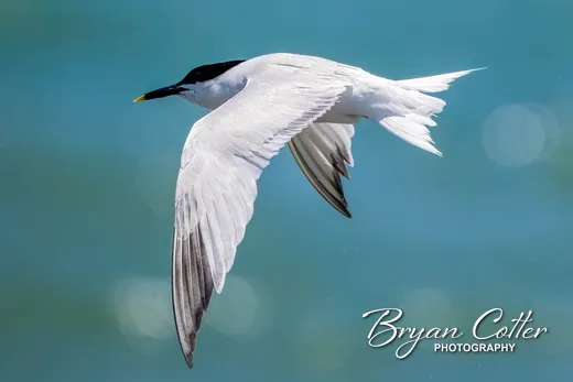 Sandwich Tern