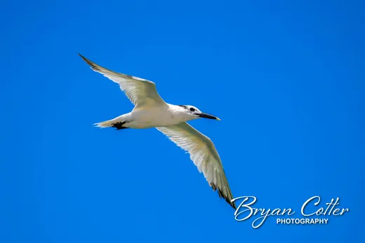 Sandwich Tern