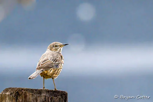 Sage Thrasher