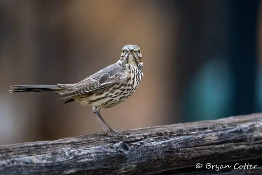 Sage Thrasher