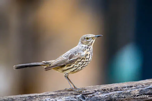 Sage Thrasher