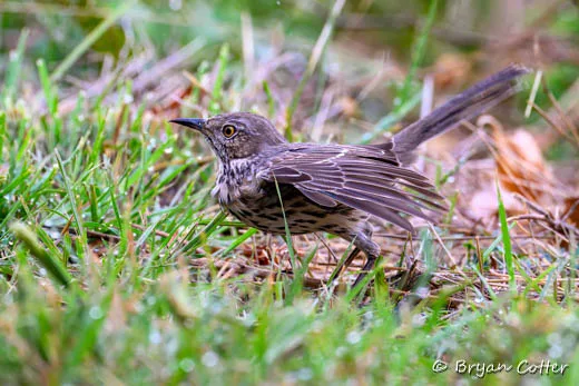Sage Thrasher
