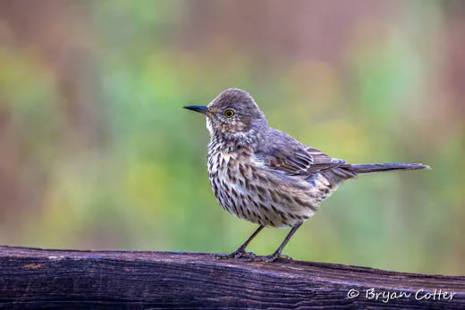 Sage Thrasher