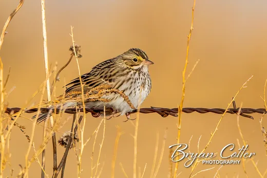 Savannah Sparrow