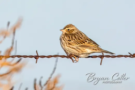 Savannah Sparrow