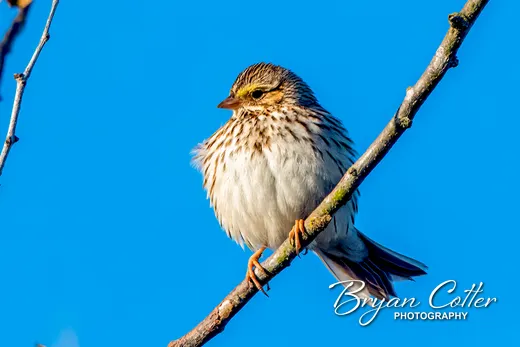 Savannah Sparrow