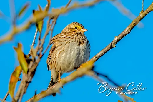 Savannah Sparrow