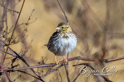 Savannah Sparrow