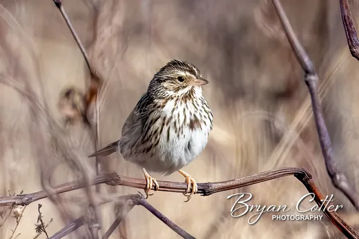 Savannah Sparrow